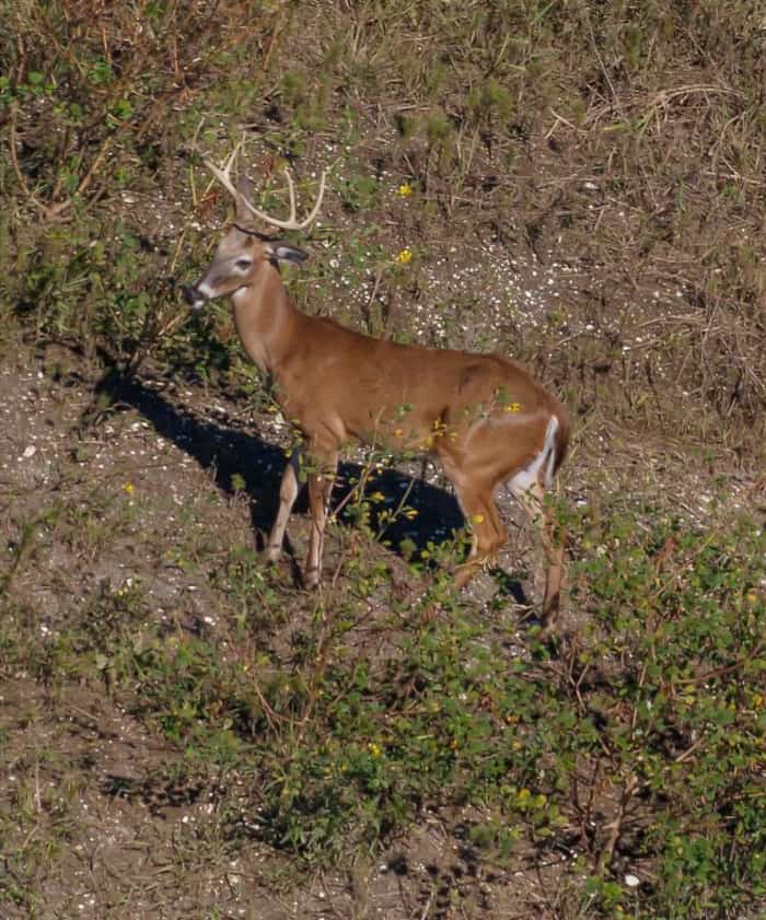 Whitetail Buck Passing By a Hunter in a Tree Stand