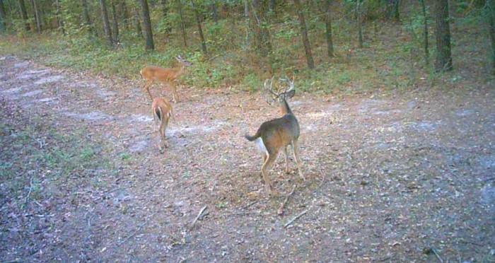 Do Deer Travel The Same Path Everyday