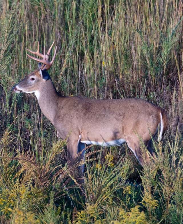 Mature Buck Looking for Does During the Rut