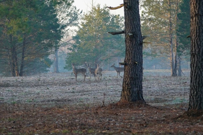Group of Does and Small Bucks